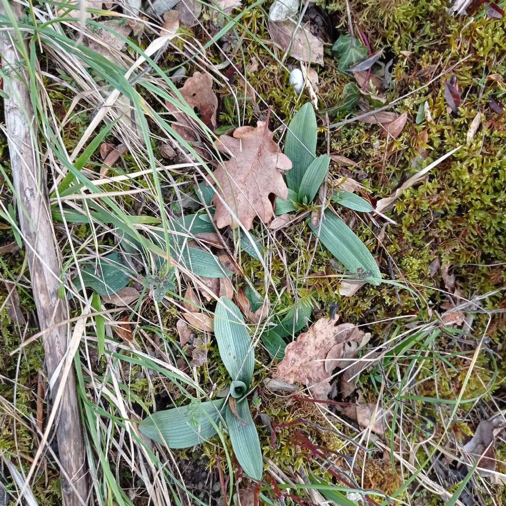 ophrys da identifcare